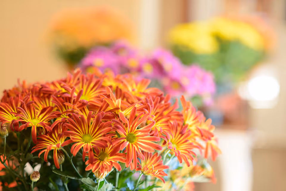 Close-up of vibrant orange and yellow flowers with blurred pink and yellow flowers in the background, indoors with soft lighting.