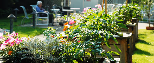 Sunlit outdoor courtyard with raised wooden planters full of flowers and greenery and seating with a person in the background.