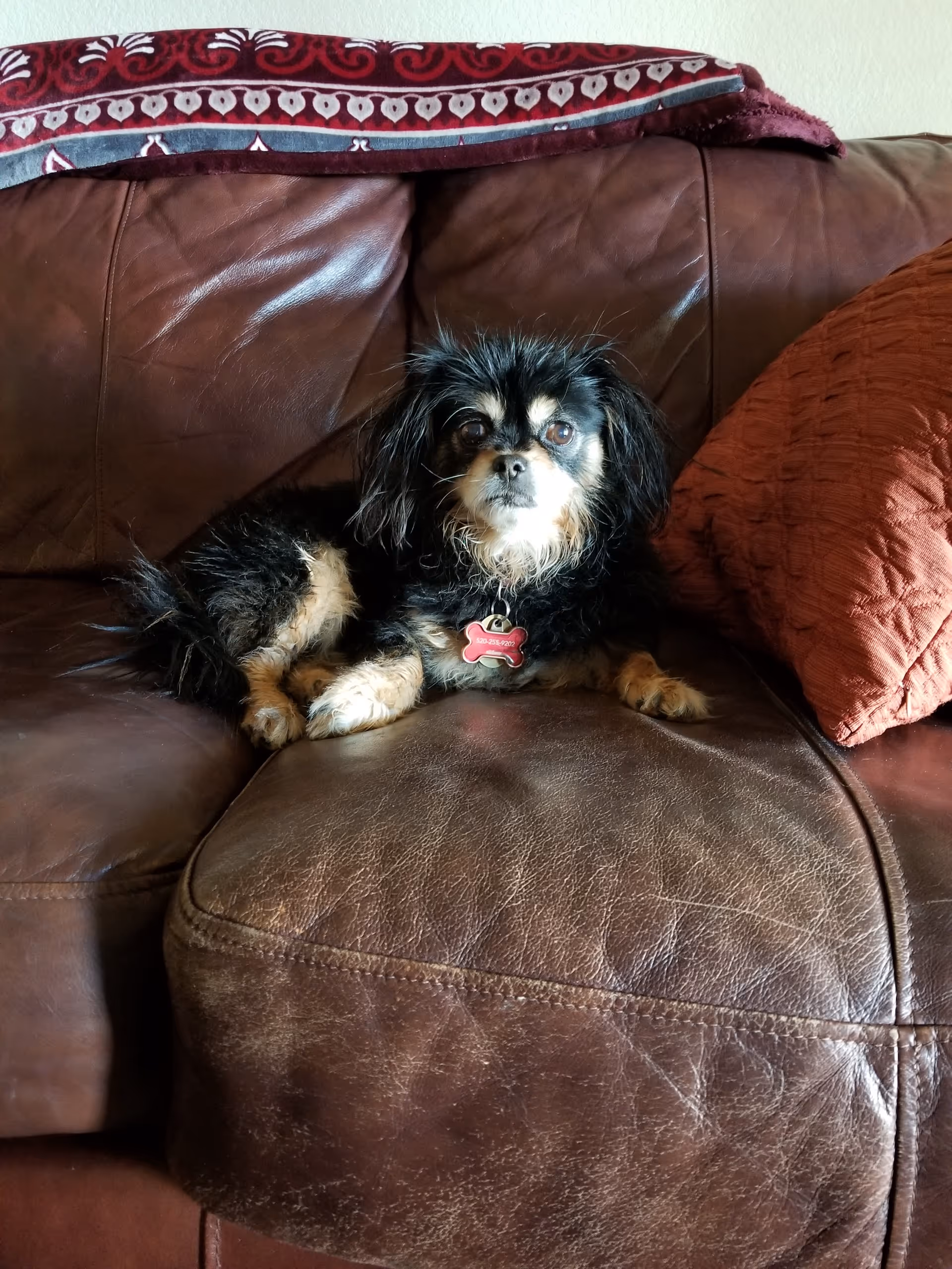 A small black and tan dog with a red bone-shaped tag lying on a brown leather couch with a red patterned blanket draped over the back and a textured red pillow on the right side.