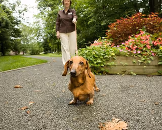 An elderly woman walks a dachshund on a leash along an outdoor garden path.