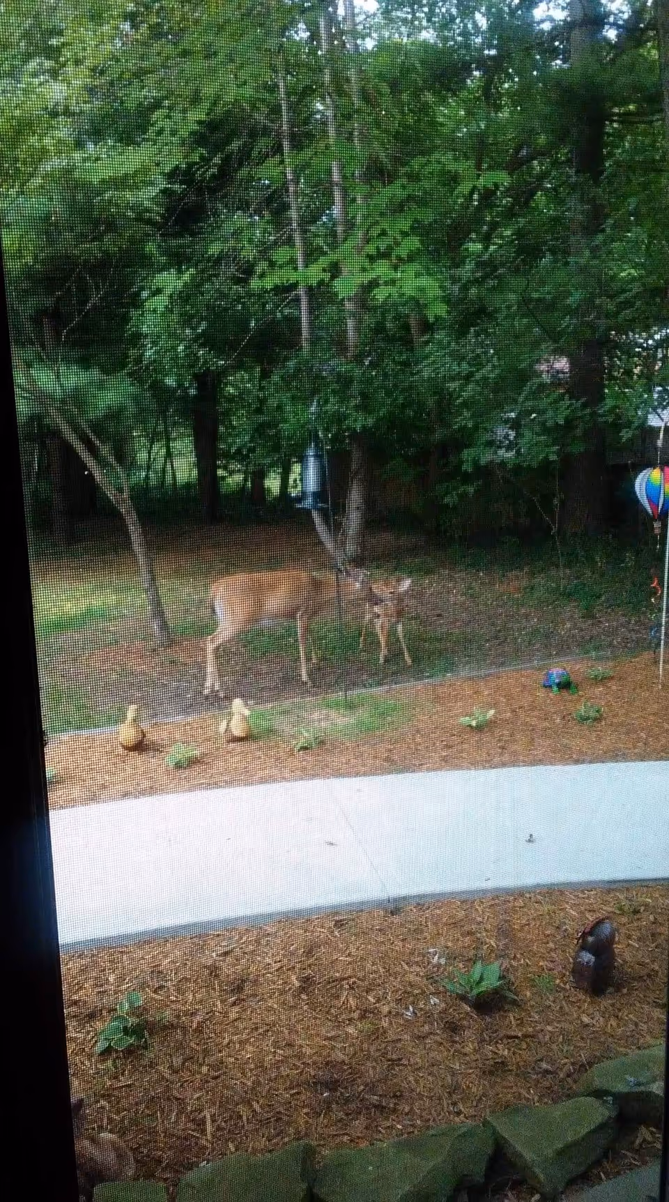 View through a window screen showing a wooded outdoor area with two deer standing near a tree. The foreground includes a mulched garden bed with small plants, decorative garden ornaments, and a concrete pathway.