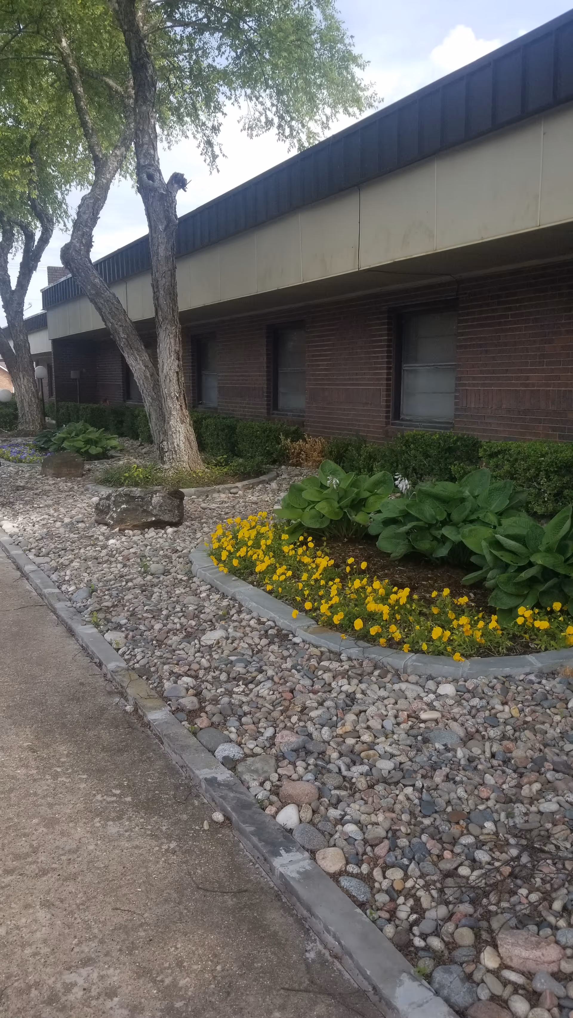 Outdoor garden area next to a brick building with a row of windows. The garden features a bed of small rocks, green leafy plants, and a patch of yellow flowers. There are also several trees along the garden bed.