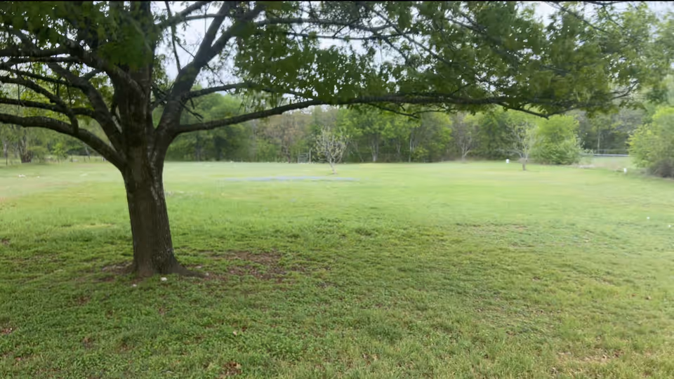 Large leafy tree in the foreground overlooking an open grassy field with trees in the distance.