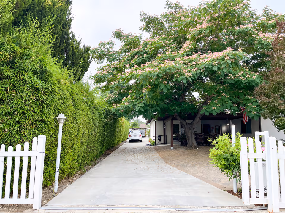 Driveway and gated front yard with tall hedges and a large flowering tree leading to a house with a parked car.