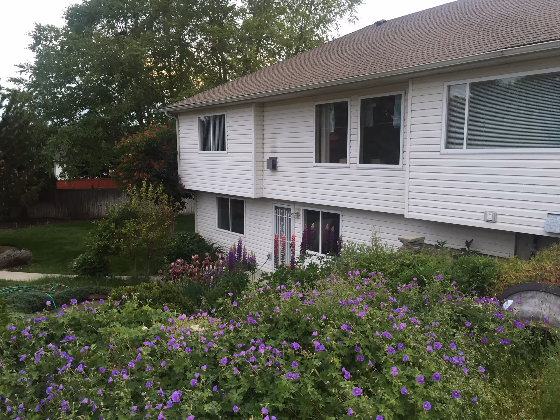 Exterior view of a two-story white house with several windows and a garden in the foreground filled with green plants and purple flowers. Trees and a wooden fence are visible in the background.