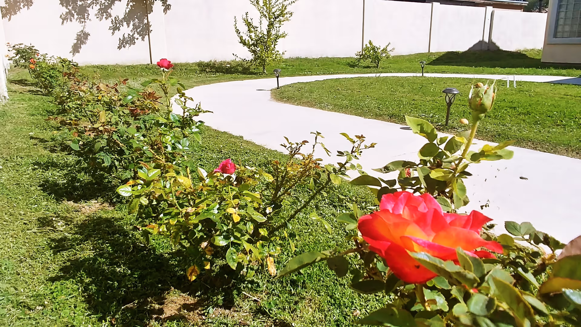 A garden area with a curved concrete pathway surrounded by green grass and rose bushes with red and pink flowers. There are small solar garden lights along the pathway and a white wall in the background.