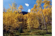 A forested hillside with tall trees featuring yellow autumn leaves under a blue sky with a few white clouds.