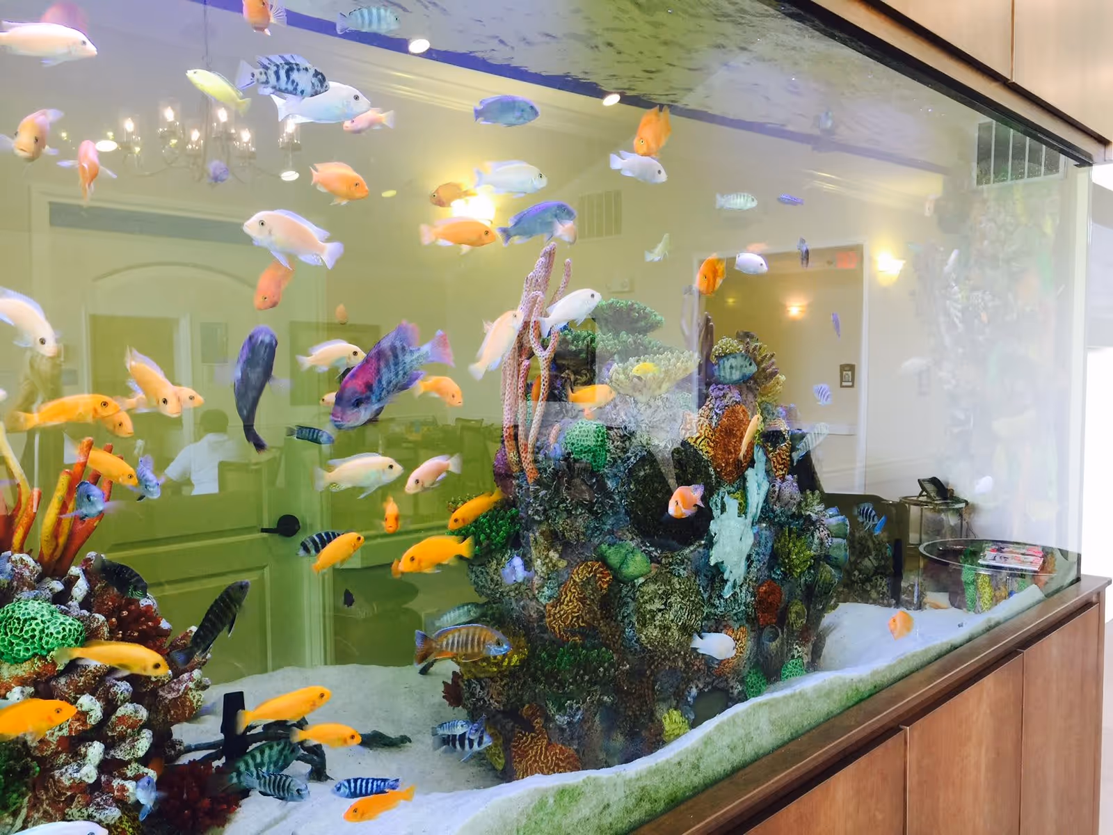 Large aquarium filled with colorful fish and coral decorations inside a room with beige walls, a chandelier, and a door in the background.