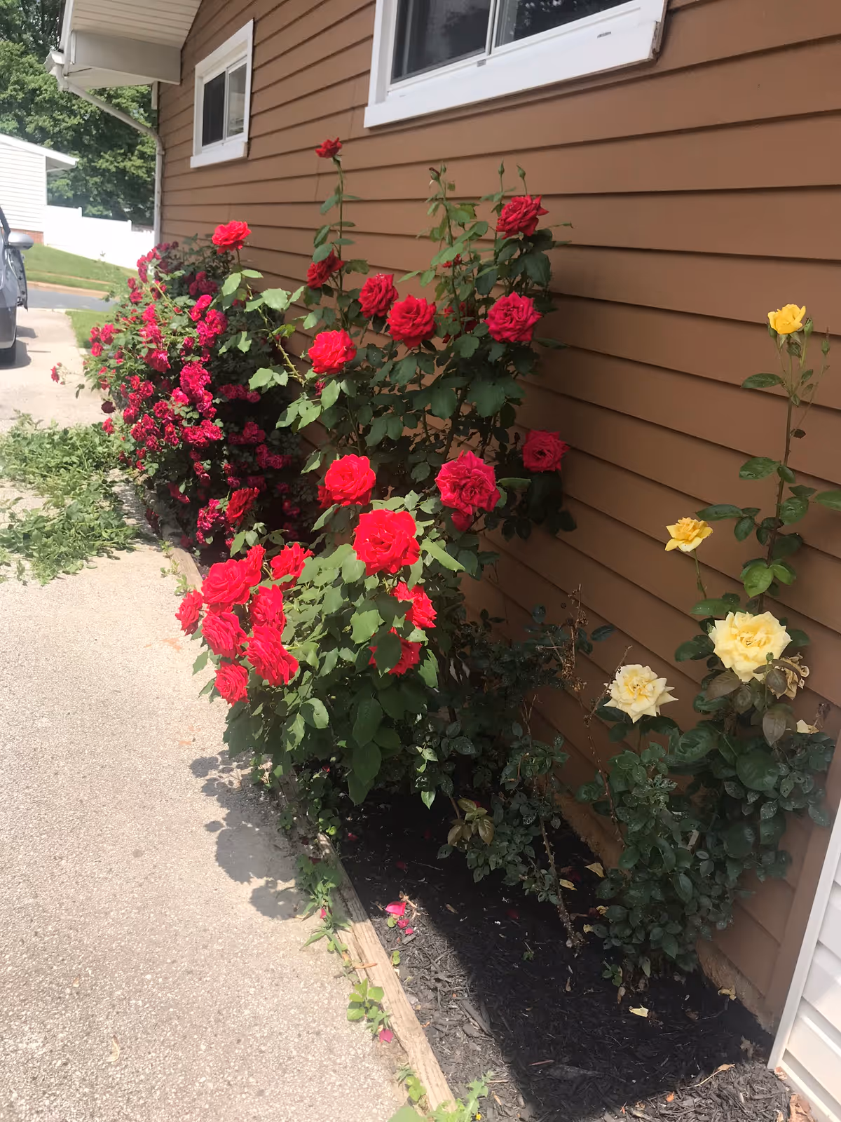 A garden bed along the side of a brown-sided building with blooming red and yellow roses. The garden bed is bordered by a wooden edge and has dark mulch. A concrete driveway or pathway runs alongside the garden bed.