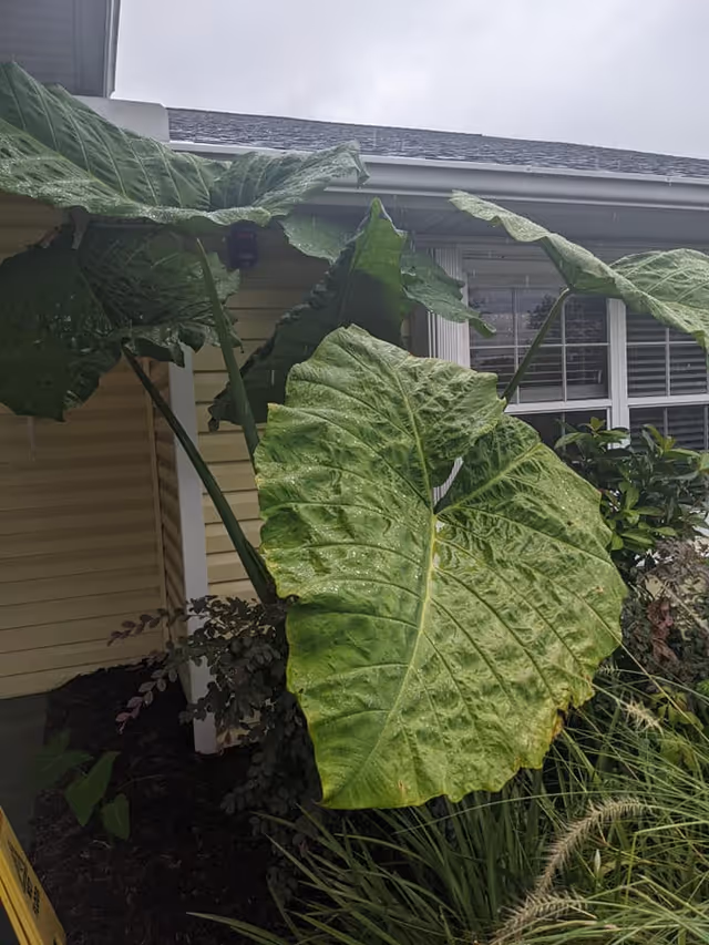 Large green elephant-ear leaves in front of a yellow-sided building with a window and white trim.