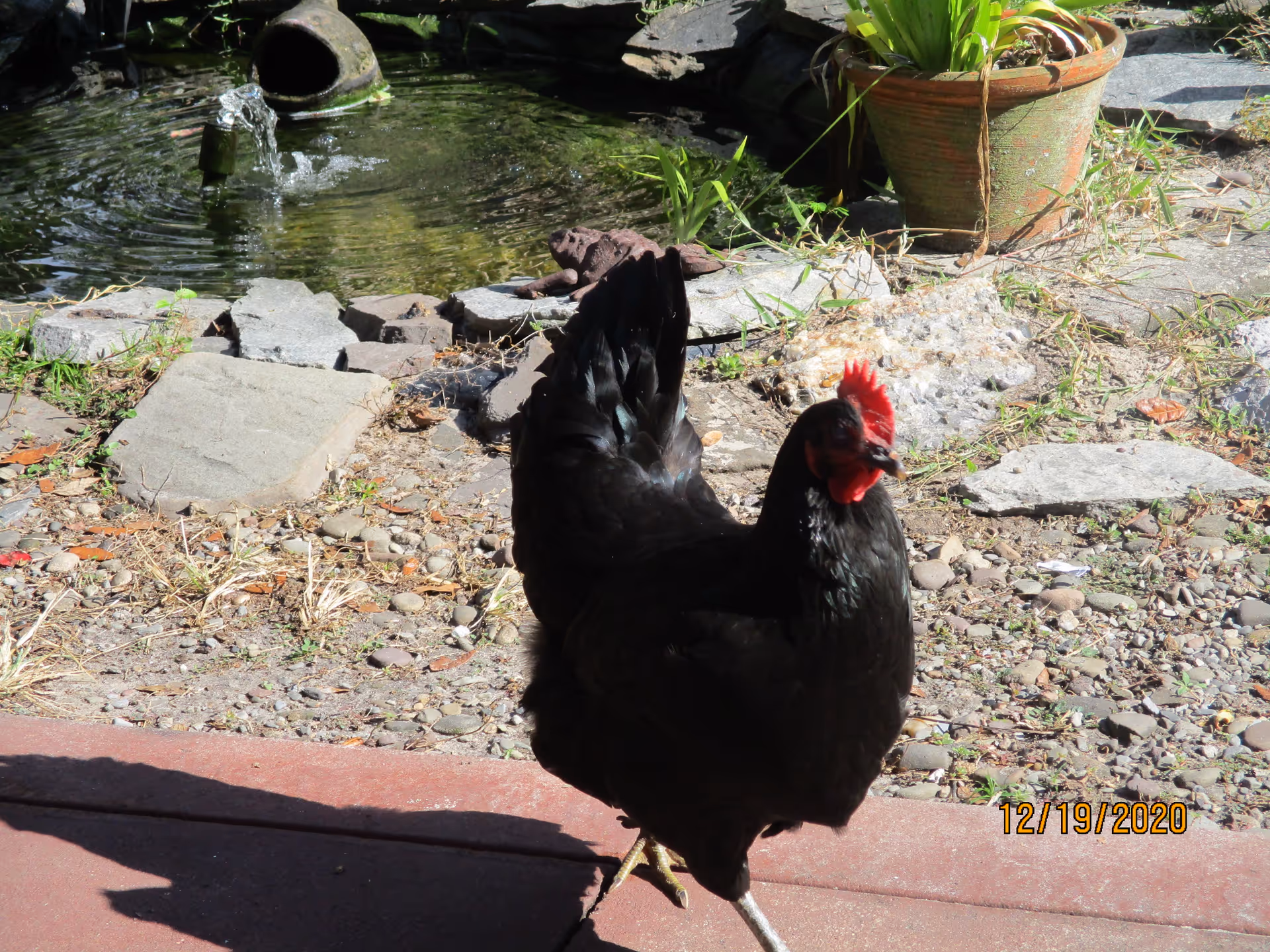 A black chicken with a red comb standing on a paved surface near a small garden pond with a water feature and a potted plant in the background.
