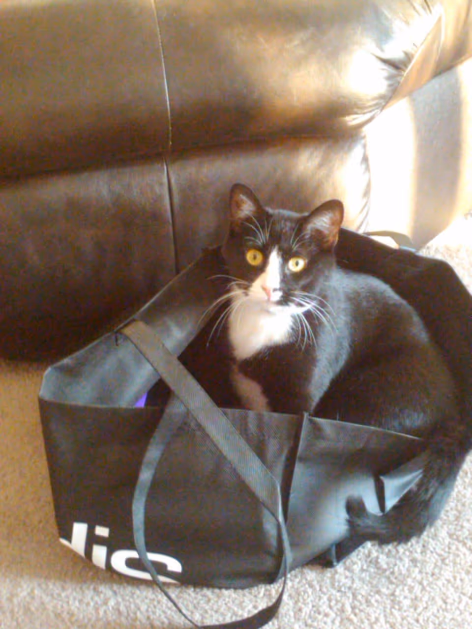 A black and white cat with yellow eyes sitting inside a black tote bag on a carpeted floor next to a brown leather couch.