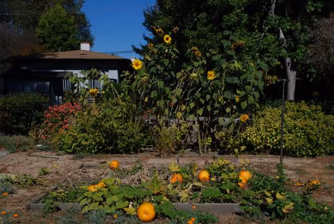 A garden area with sunflowers and pumpkins growing in raised beds in front of a single-story house surrounded by trees and bushes under a clear blue sky.
