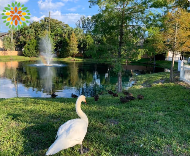 A serene outdoor scene at a pond with a white swan standing on the grassy bank and several ducks nearby. The pond has a water fountain spraying water upwards, creating a small rainbow. Trees surround the pond, and a white fence is visible on the right side under a blue sky with some clouds.