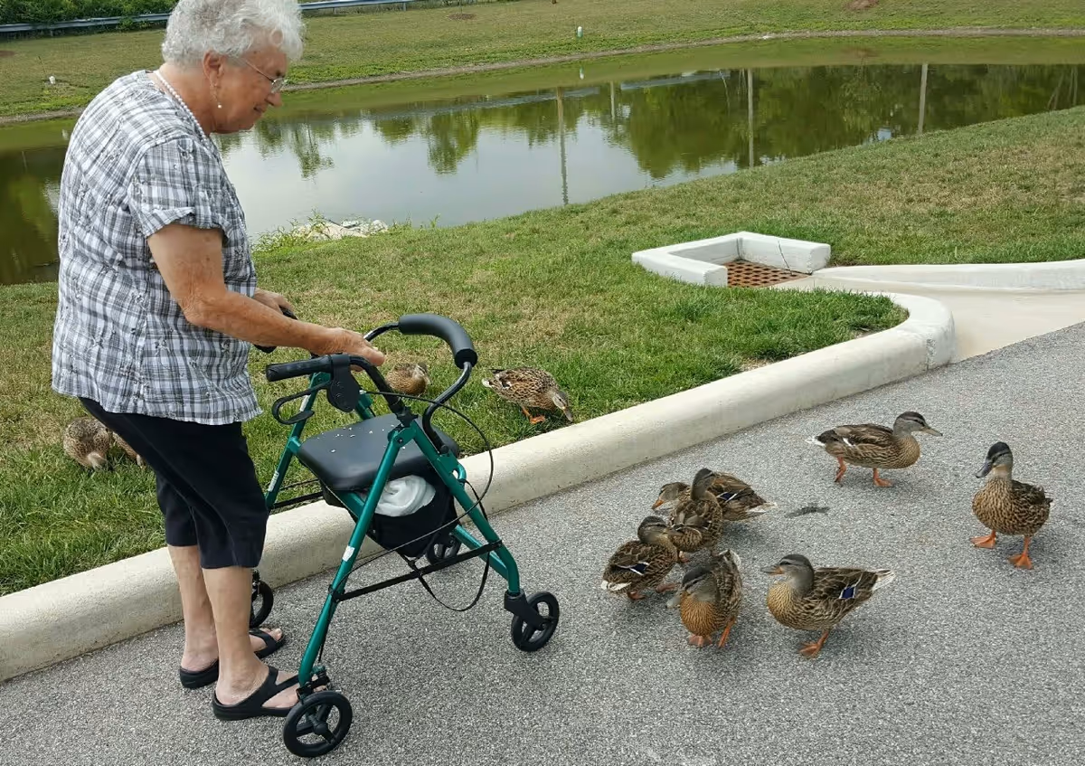 An older woman with a green walker stands on a path by a pond feeding a group of ducks.