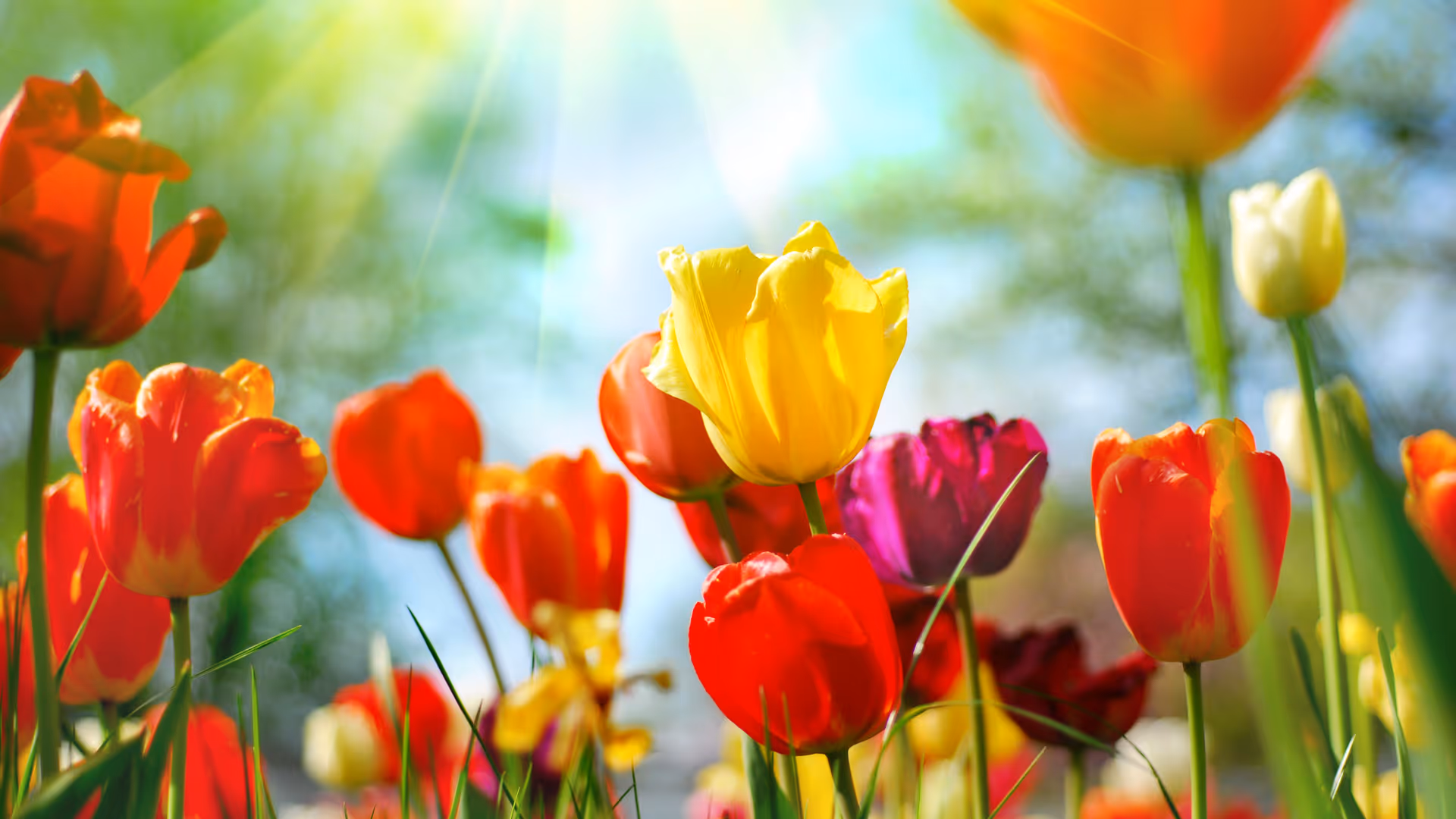 Bright red, yellow, and purple tulips in a sunlit garden with a blurred green background.