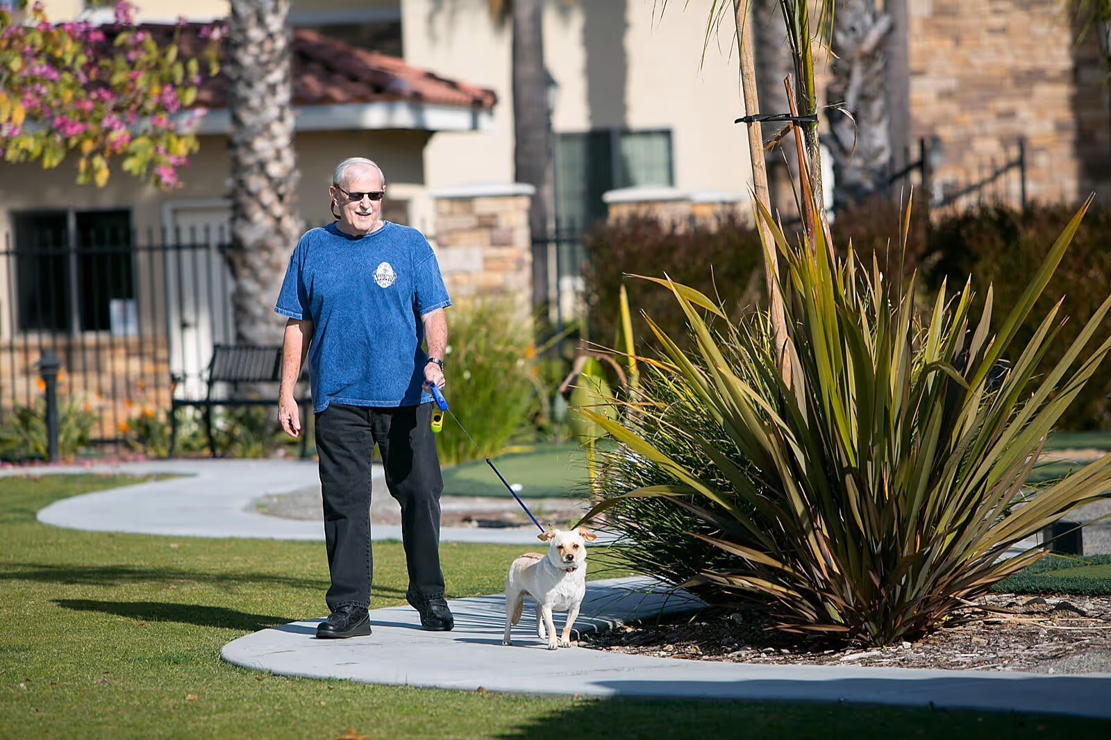 An elderly man wearing sunglasses, a blue t-shirt, and black pants is walking a small white dog on a leash along a curved sidewalk in a landscaped outdoor area with grass, plants, and palm trees. Residential buildings with stone and stucco exteriors are visible in the background.