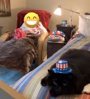 A person sitting in a beige armchair covered with a brown blanket, with a red blanket draped over the chair. A black cat wearing a small patriotic hat with stars and stripes is lying on a striped bedspread in the foreground. A side table with a lamp, a cup, and some items is next to the armchair.
