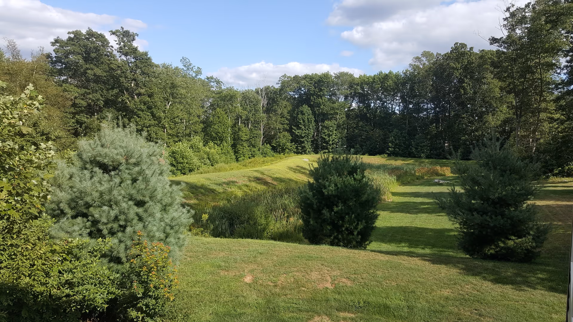 Grassy lawn with small pine trees, a pond and a tree-lined forest under a partly cloudy sky.