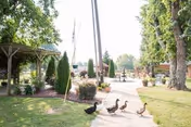 A sunny outdoor garden area with a paved walkway where several ducks are walking. There are trees, shrubs, and a wooden gazebo on the left side, with open grassy spaces and some outdoor furniture in the background.