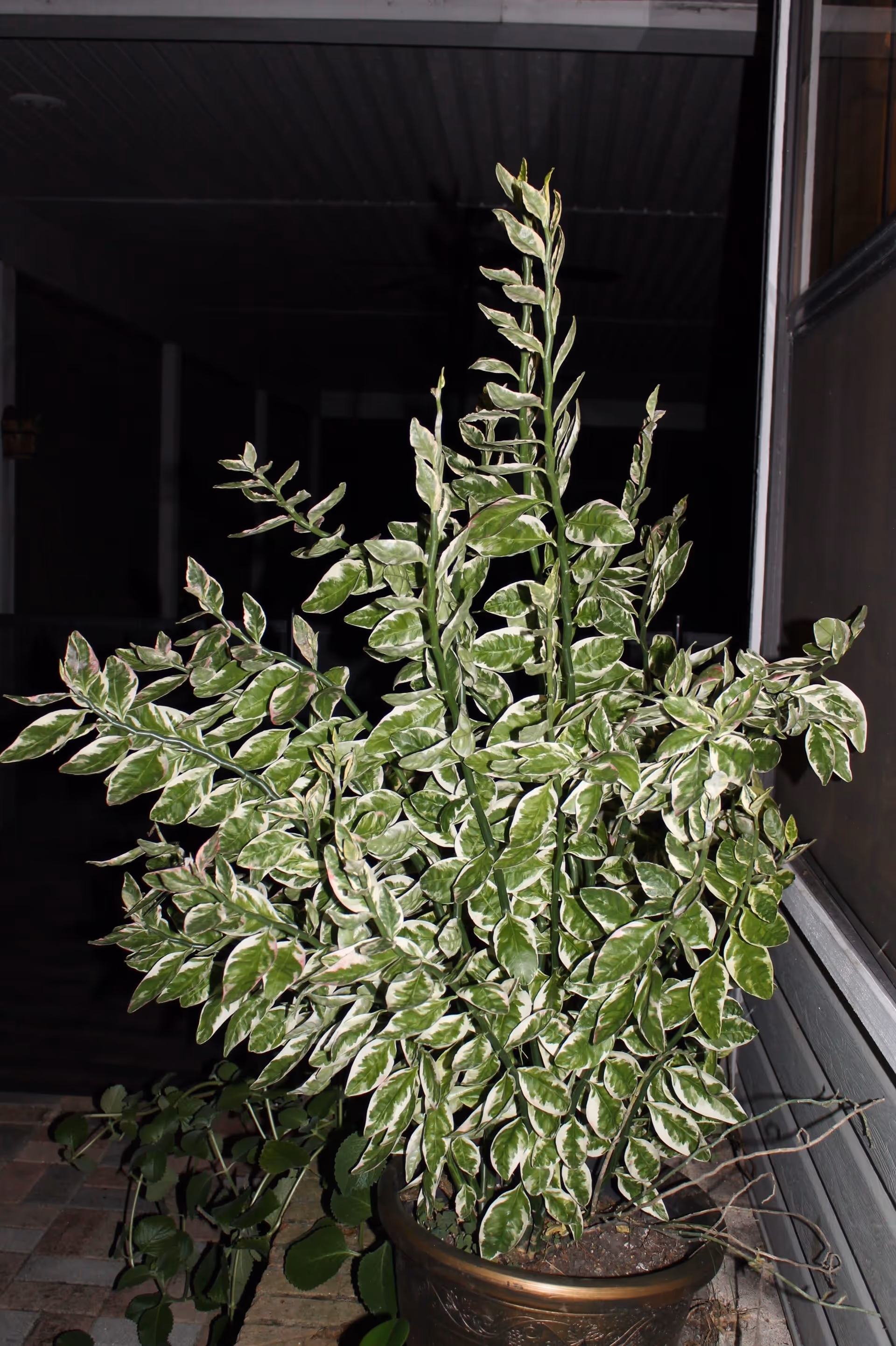 A potted plant with green and white variegated leaves placed on a tiled floor in a covered outdoor area at night.