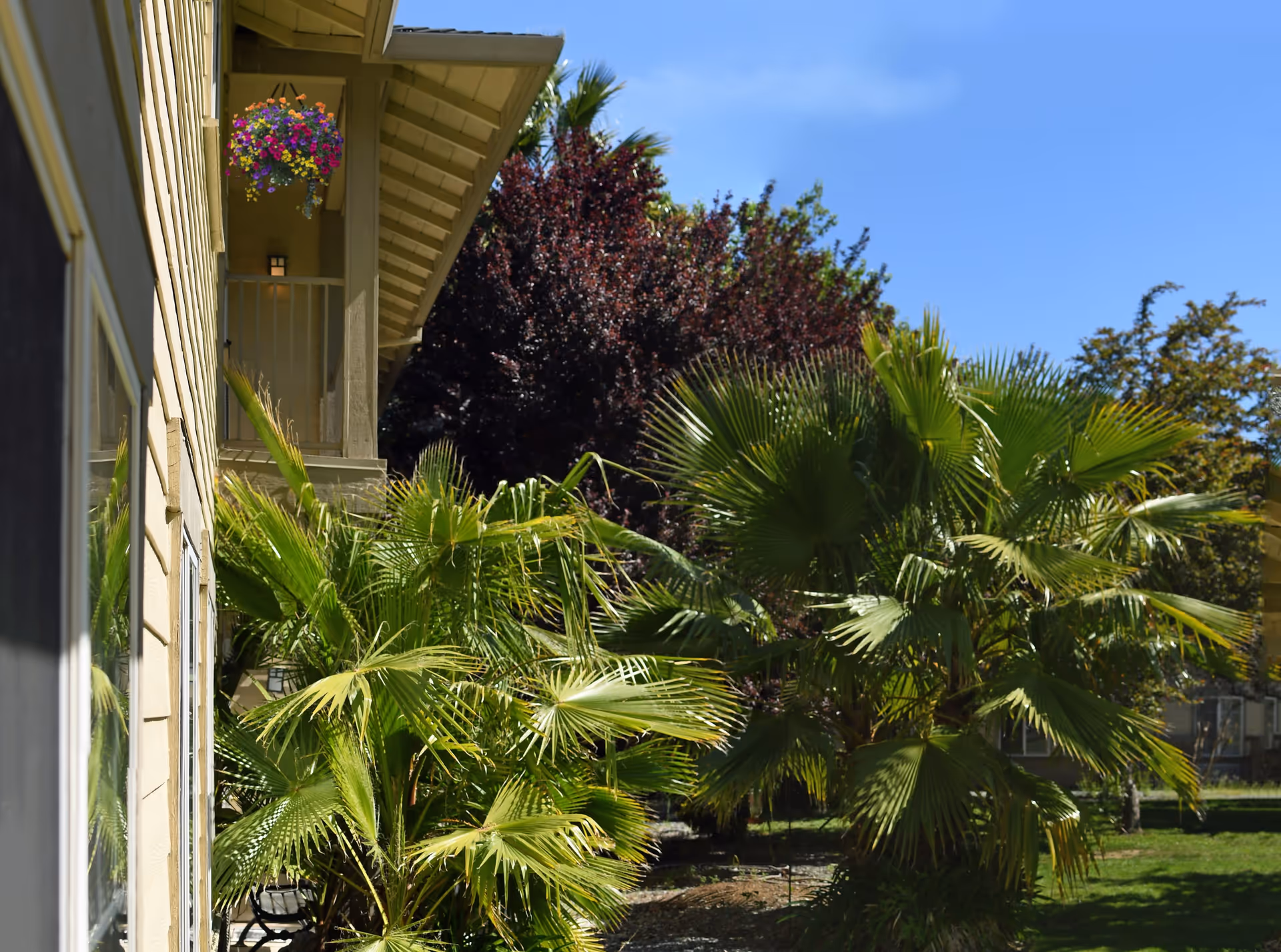 Side view of a building with beige siding and a small balcony with a hanging basket of colorful flowers. In the foreground, there are several green palm trees and other lush plants. The sky is clear and blue.