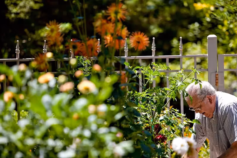 An elderly man tending to a garden with various green plants and orange flowers, with a metal fence in the background and sunlight filtering through trees.