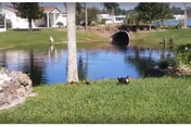 A grassy outdoor area with a small pond or water feature, a palm tree, and a black and white dog standing near the water. In the background, there are houses, trees, and a large drainage pipe leading into the pond.