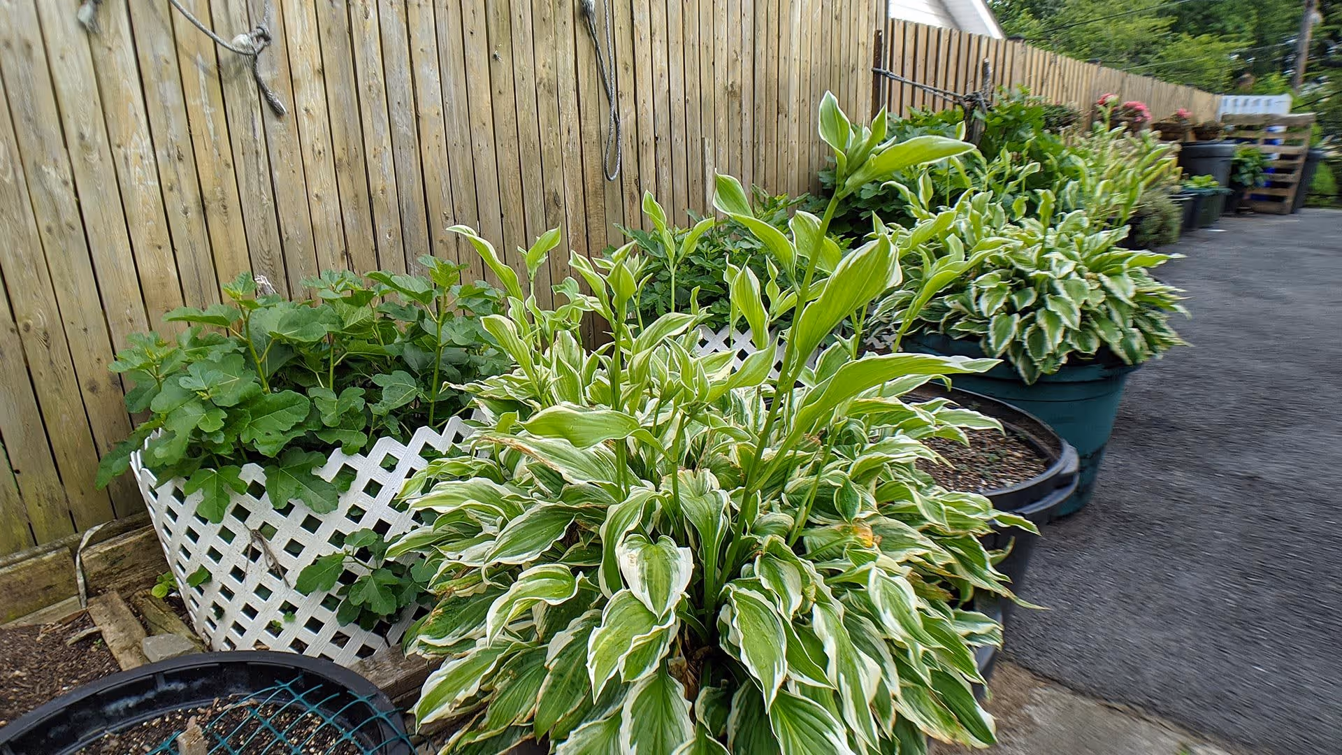 Outdoor garden area with various green plants and shrubs in pots and garden beds along a wooden fence.