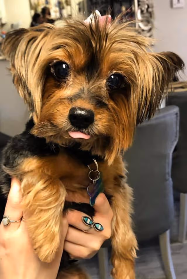 A small brown-and-black Yorkshire Terrier with its tongue out is held up by a person's hands in a living room.