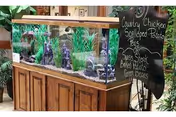 A large glass aquarium set on a wooden cabinet indoors, surrounded by potted plants and a chalkboard menu listing meal items.