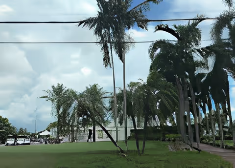 Grassy lawn and a row of tall palm trees with power lines overhead in front of a low white building under a cloudy sky.