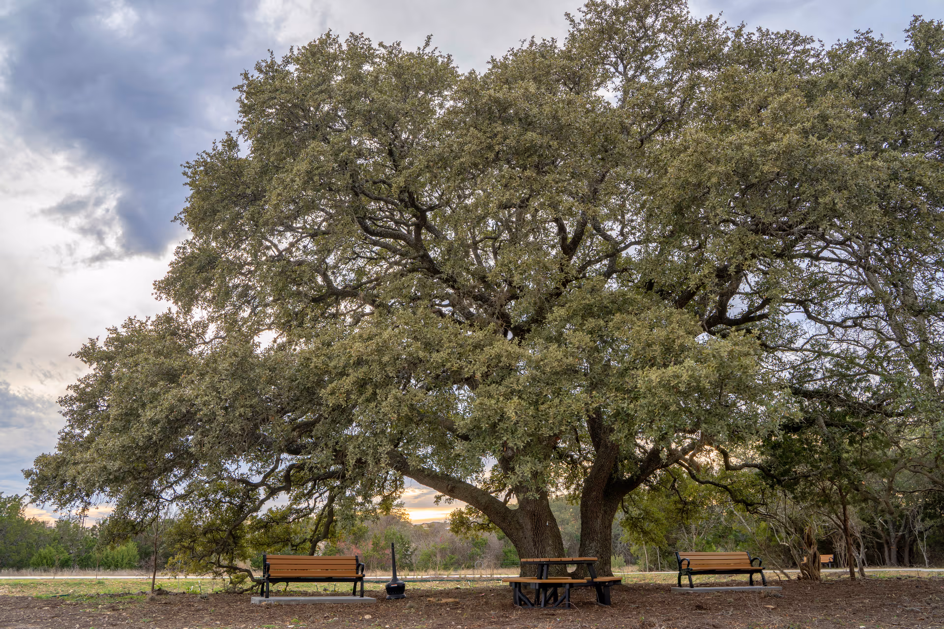 A large spreading oak tree shading two park benches and a picnic table in an outdoor park setting.