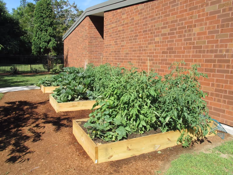 Three raised wooden garden beds filled with various green plants and vegetables, situated next to a brick building with a fenced grassy area and trees in the background under a clear blue sky.