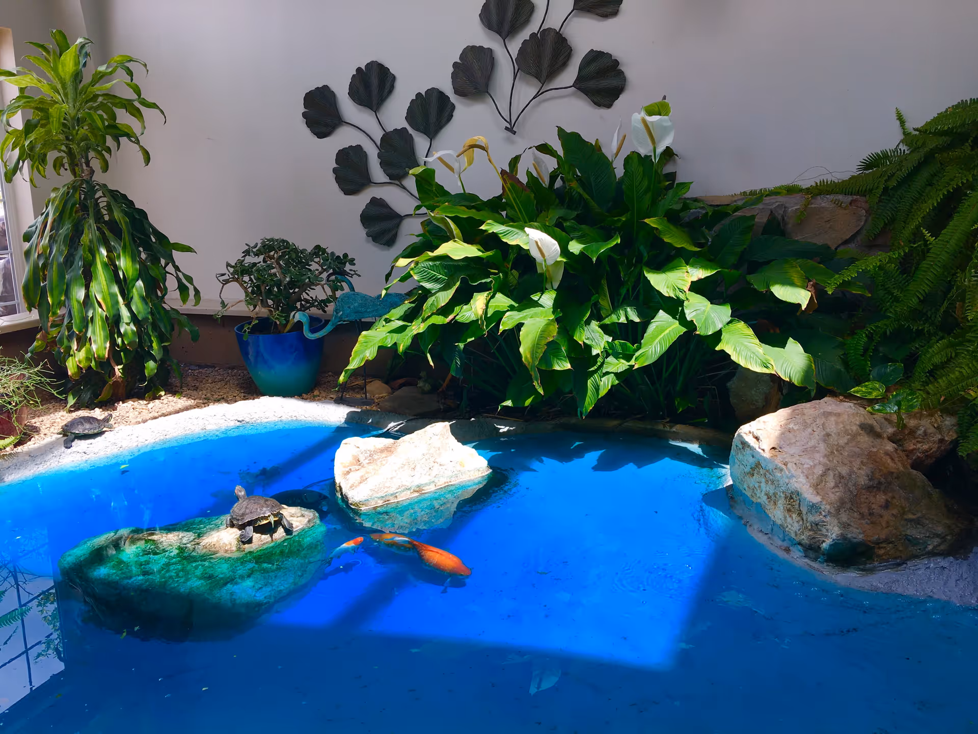 Indoor pond with blue water, rocks, and turtles basking on the rocks. Surrounding the pond are various green plants, including a large leafy plant with white flowers and a potted plant in a blue pot. A decorative metal wall art piece with leaf shapes is mounted on the white wall behind the plants.