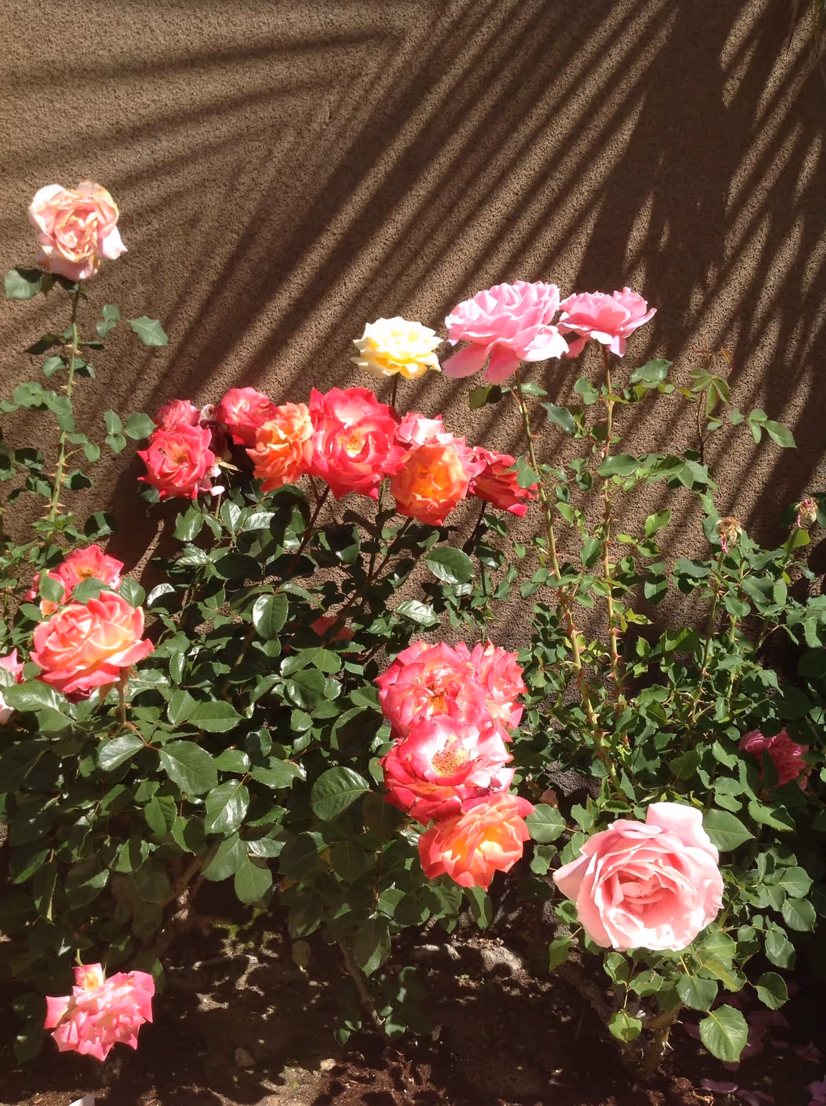 A garden bed with blooming roses in various colors including pink, red, orange, and yellow, set against a textured brown wall with shadows cast on it.
