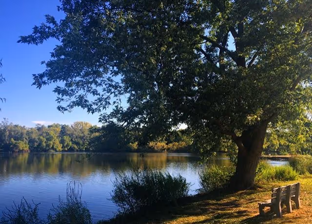 A peaceful outdoor scene featuring a large tree next to a calm lake with clear blue sky. There is a wooden bench on the grassy shore under the tree, surrounded by bushes and other trees in the background.
