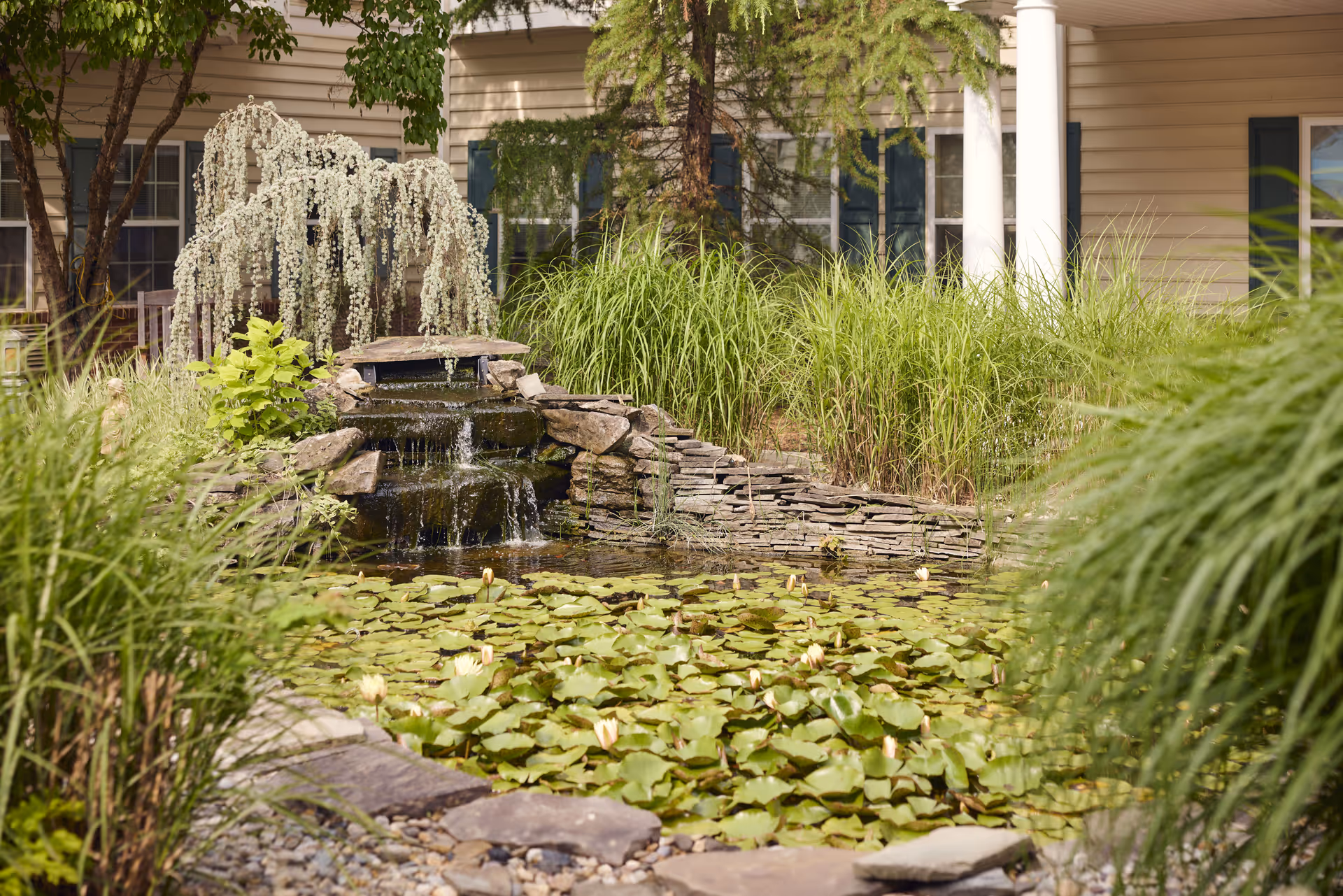 A serene outdoor garden area at Brandywine Middlebrook Crossing by Monarch featuring a small pond covered with lily pads and blooming water lilies. A stone waterfall cascades gently into the pond, surrounded by lush green grasses and plants. In the background, part of the building with beige siding, blue shutters, and white columns is visible.