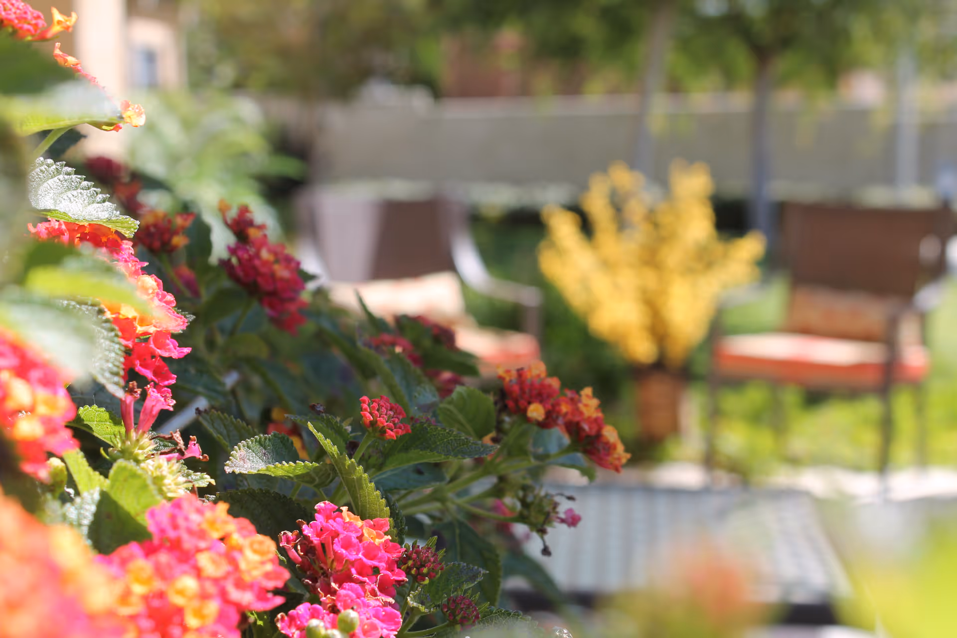 Close-up view of vibrant pink and orange flowers with green leaves in the foreground, and blurred outdoor patio chairs and a yellow flower arrangement in the background.
