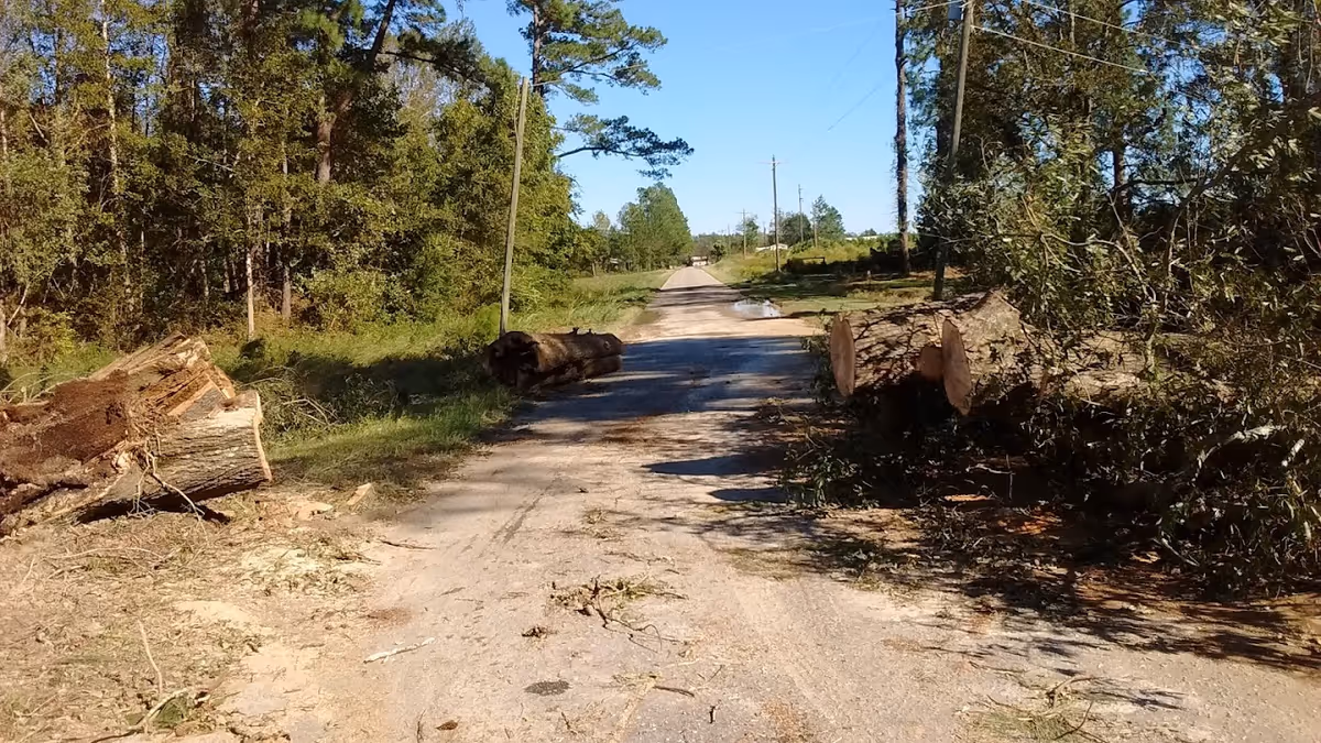 A rural dirt road lined with trees on both sides under a clear blue sky. Large cut tree logs and branches are scattered along the sides of the road.