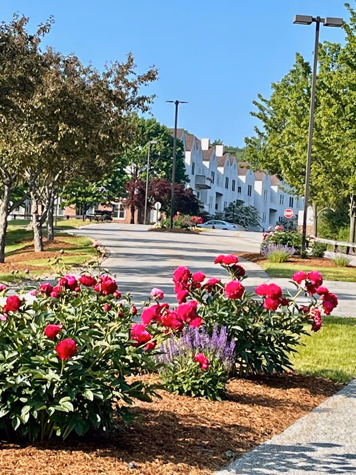 A landscaped outdoor area with vibrant red and purple flowers in the foreground, trees lining a paved road, and a row of white residential buildings with peaked roofs in the background under a clear blue sky.