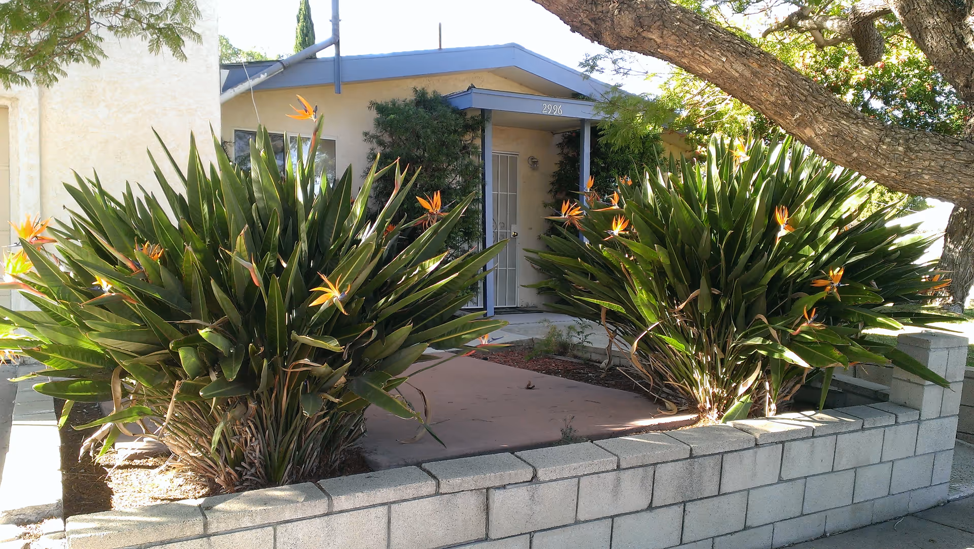 Front entrance of a single-story building with the address number 2926 above the door. The entrance is framed by two large bushes with green leaves and orange flowers. A low concrete block wall borders the front garden area, and a large tree extends its branches over the scene.