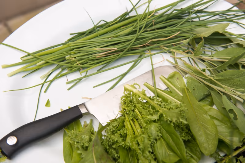 Close-up of a white plate with fresh green herbs and leafy greens, along with a kitchen knife with a black handle resting on the plate.