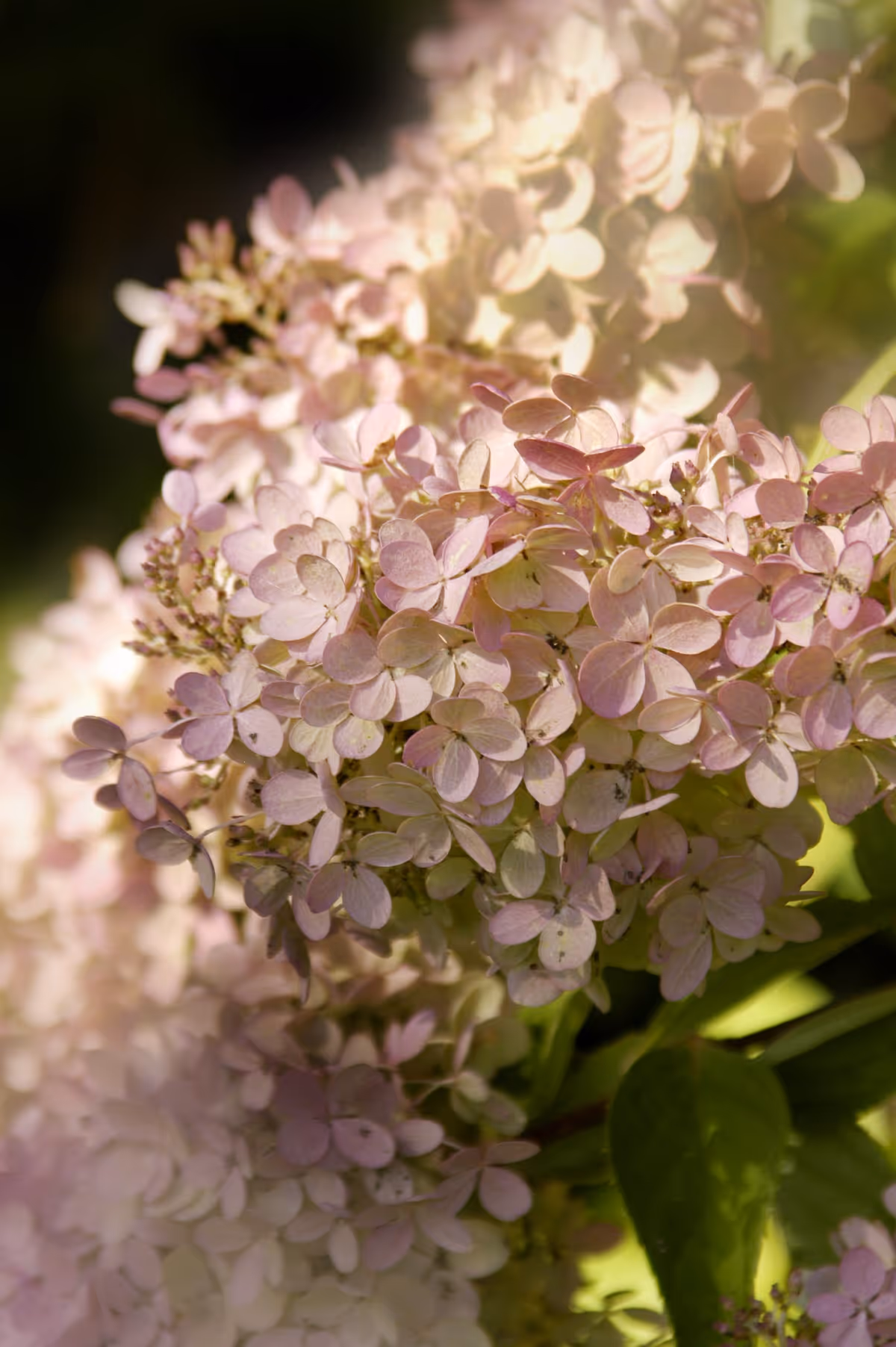 Close-up of pale pink hydrangea flowers lit by sunlight.