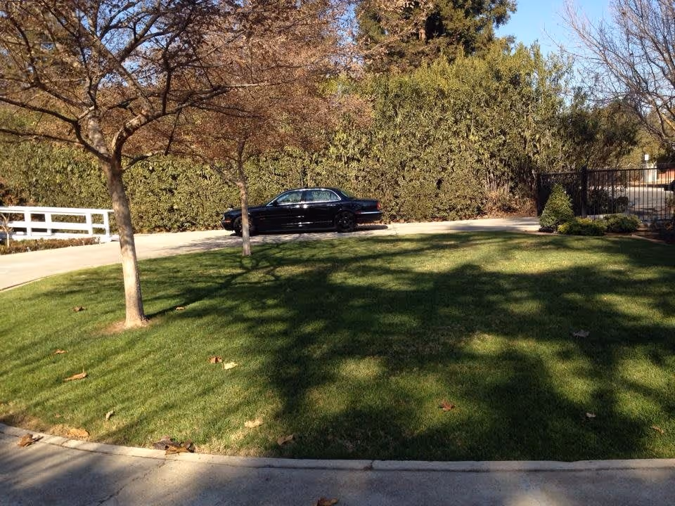 A green lawn with scattered dry leaves and two leafless trees casting shadows. Behind the lawn, there is a black car parked on a driveway next to a tall hedge and a black metal gate. The sky is clear and blue.