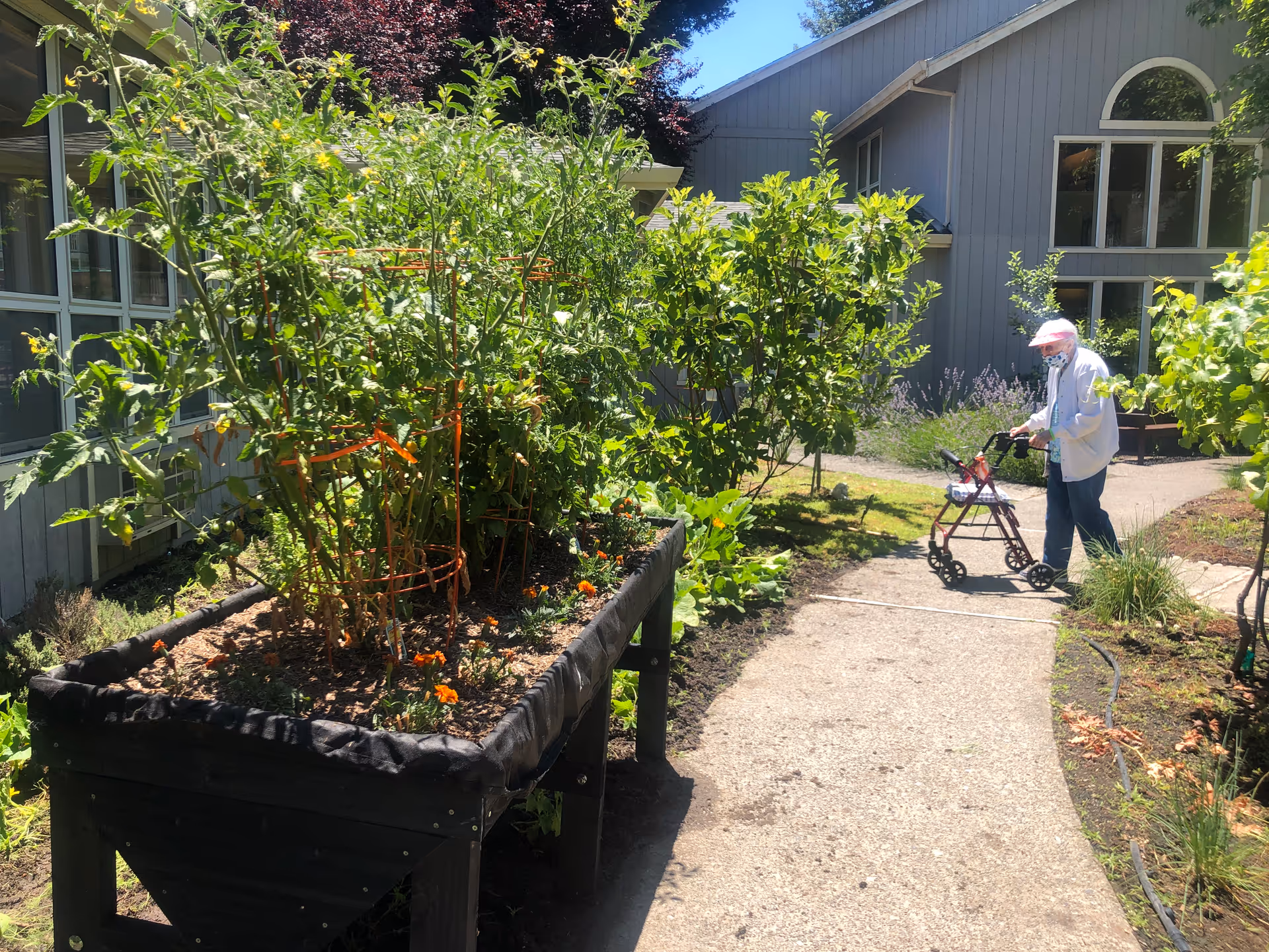 An elderly person using a walker walks along a sunlit courtyard path beside raised garden beds and shrubs in front of a senior living building.