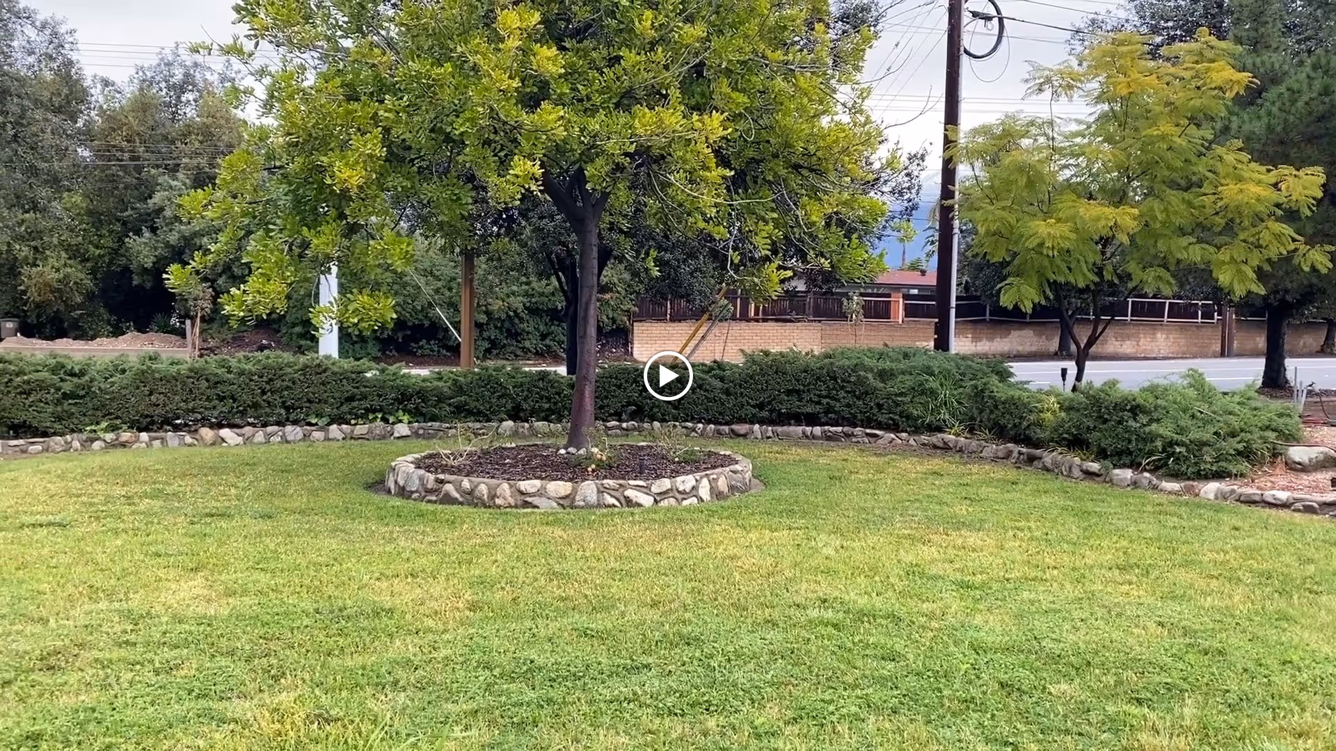 A well-maintained outdoor garden area with a circular stone-bordered flower bed containing a tree in the center. Surrounding the flower bed is a green lawn, with bushes and additional trees in the background near a street and utility poles.