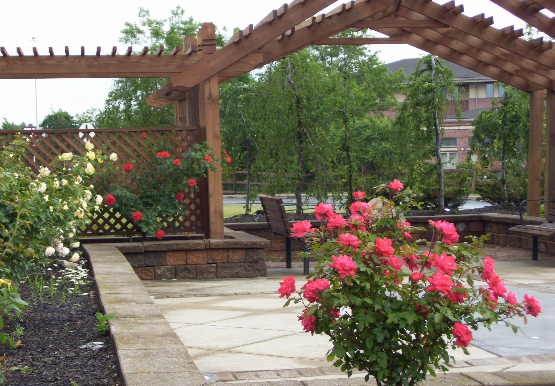 Outdoor garden area with a wooden pergola, blooming red and white roses, benches, and trees in the background near a building.