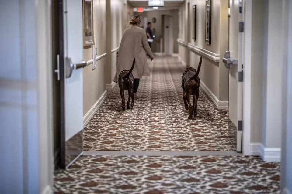 A person wearing a beige coat walking down a patterned carpeted hallway with two brown dogs, one on each side. The hallway has cream-colored walls with handrails and framed pictures, and several doors along the sides.