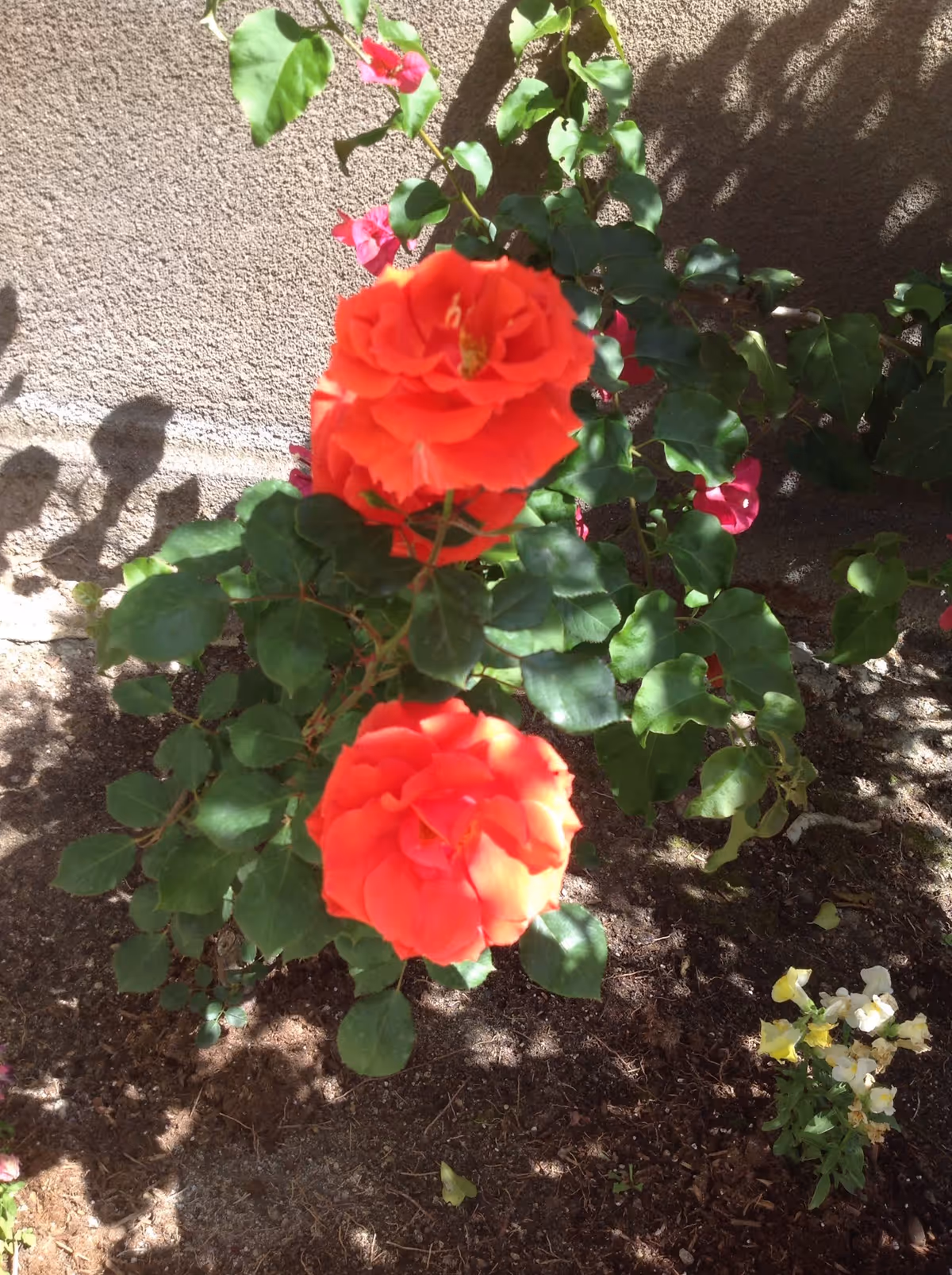 Two vibrant orange roses blooming on a green leafy bush planted in soil, with a textured beige wall in the background and some smaller white and yellow flowers nearby.